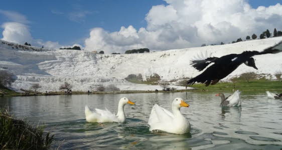 G�nse im Park von Pamukkale (2)