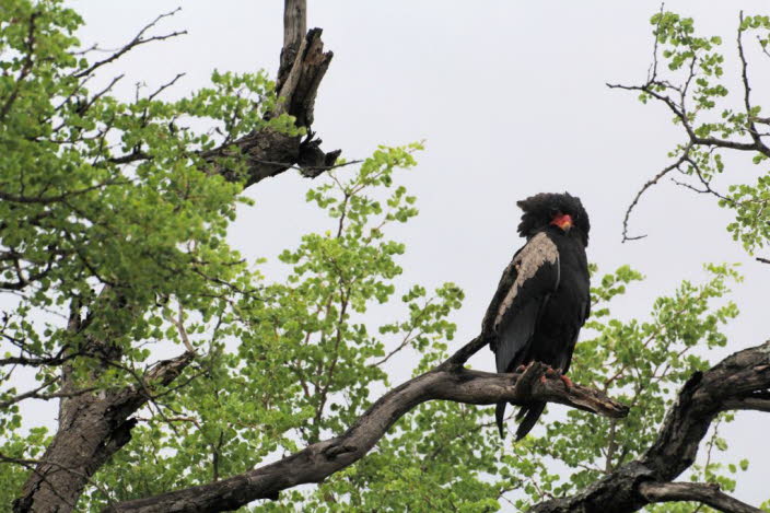 Gaukler, Bateleur