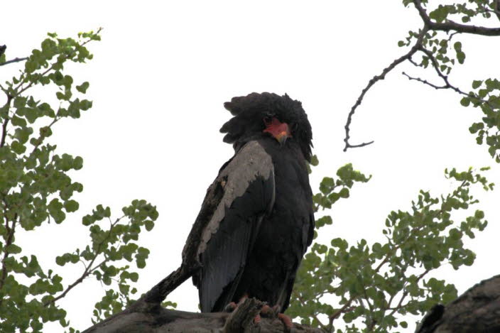 Ordnung: Falconiformes  Greifvgel