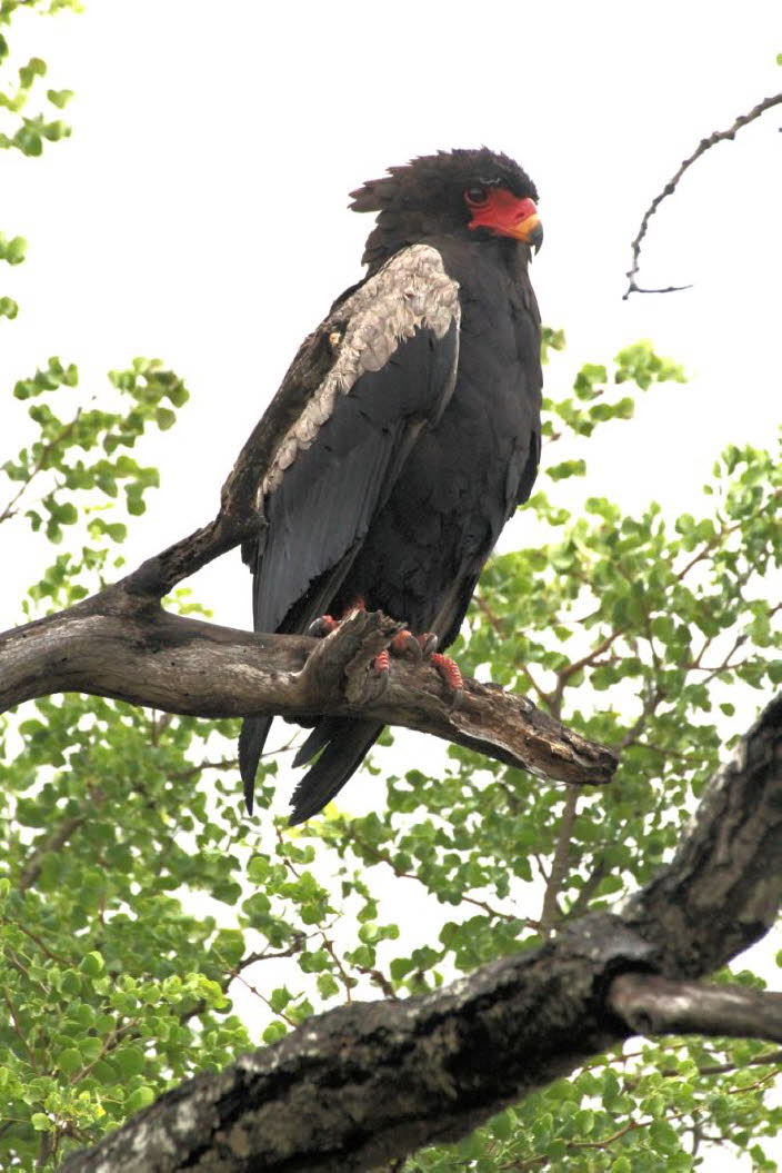 Das Verbreitungsgebiet dieser farbenprchtigsten Adler reicht bis in den Norden und Nordosten Sdafrikas. Auerhalb von Schutzgebieten kommen sie nur noch selten vor und werden im Roten Datenbuch als gefhrdet eingestuft. Sie jagen hauptschlich Sugeti