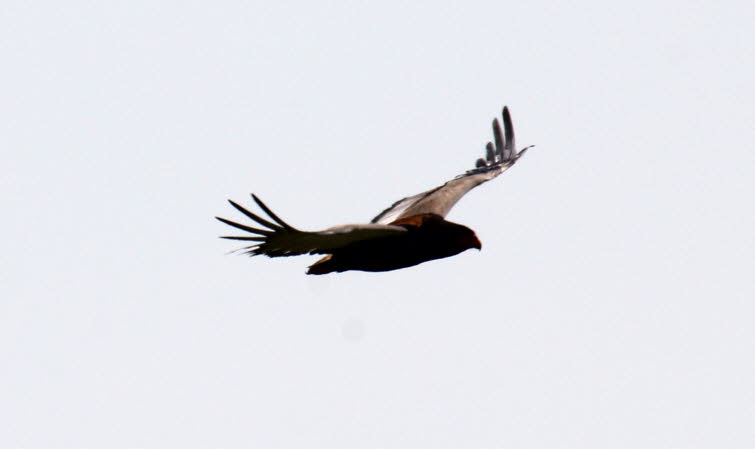 Gaukler