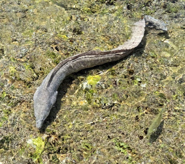 Gefleckte Mur�ne