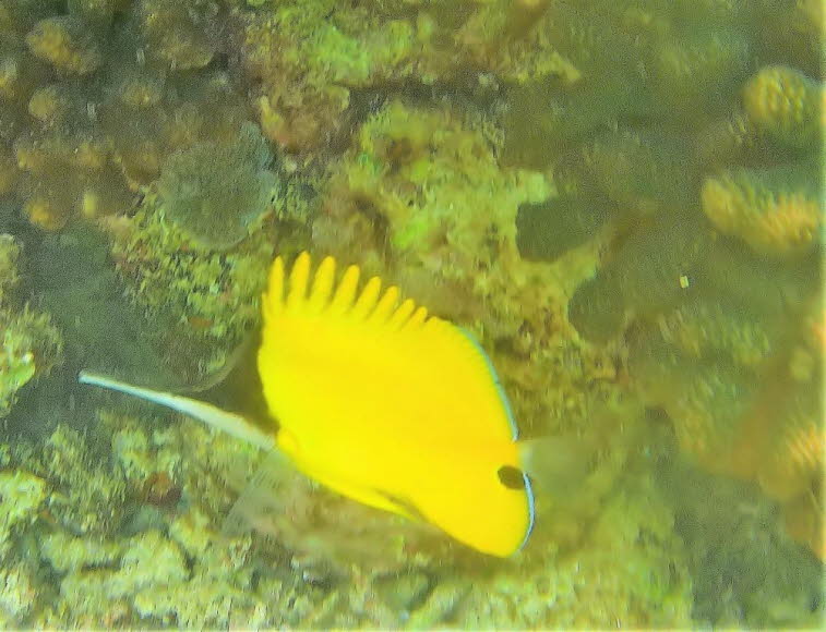 Gelbe Masken-Pinzettfisch Forcipiger flavissimus