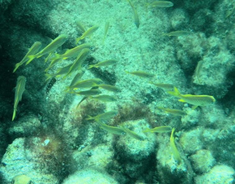 Gelbe Meerbarben: Aussehen: Sie haben einen l�nglichen, schlanken K�rper mit einer gelblichen F�rbung und oft einem hellen L�ngsstreifen an der Seite. Verhalten: Diese Fische sind echte Schwarmfische und bewegen sich koordiniert in gleicher Richtung �ber 