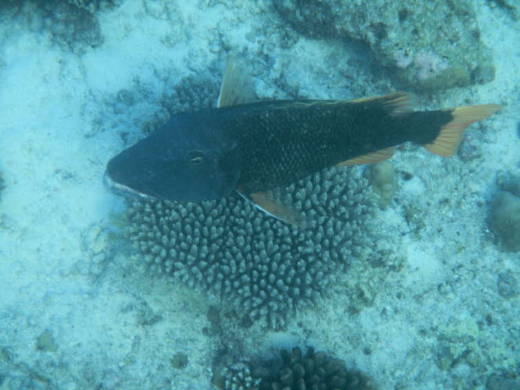 Gelbflossen-Stra�enkehrer  Orangespotted emperor 