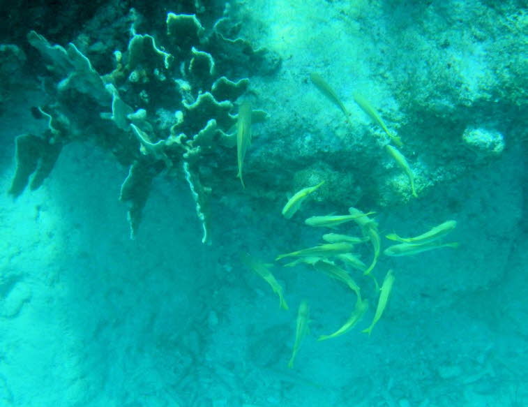 Gelbschwanz-Meerbarbe (Mulloidichthys vanicolensis) Gelbschwanz-Meerbarbe (Mulloidichthys vanicolensis): Aussehen: Schlanke, gelbliche Fische mit hellerem Bauch und gelben Flossen. Verhalten: Sie schwimmen in einer Gruppe nahe an einem Korallenriff oder F