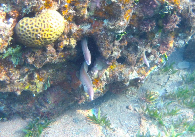 Geometrische Mur�ne (Gymnothorax griseus)