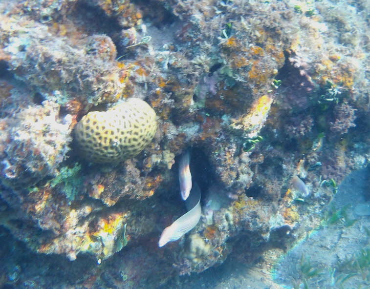 Geometrische Mur�ne (Gymnothorax griseus) Geometrische Mur�ne (Gymnothorax griseus): helle, schlangenf�rmige Mur�ne. Die Art wird bis zu 65 cm lang und h�lt sich tags�ber oft versteckt in Fels- oder Korallenspalten auf. Das typische �ffnen und Schlie�en d