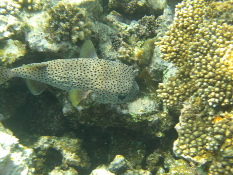 Gepunkteter Igelfisch