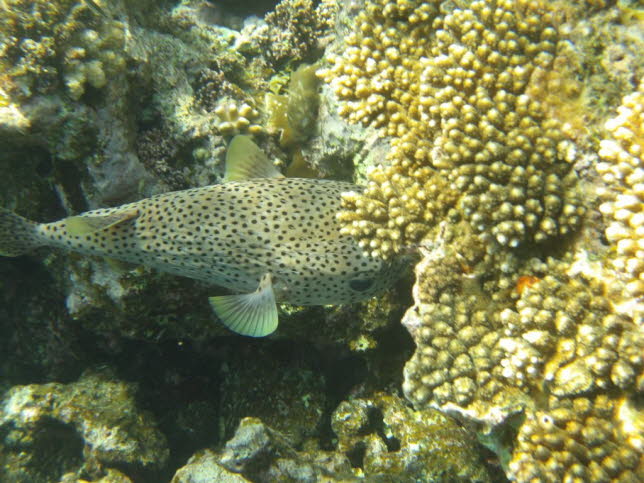 Gepunkteter Igelfisch