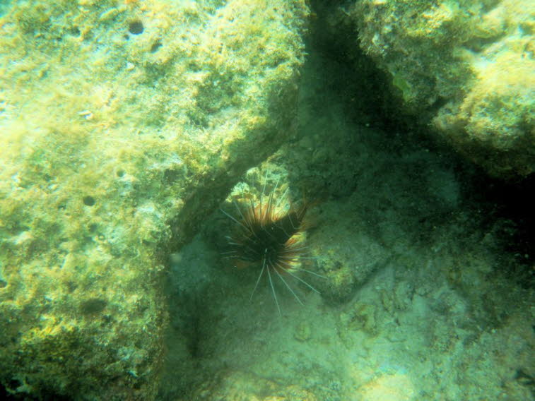 Gew�hnlicher Rotfeuerfisch Pterois volitans 