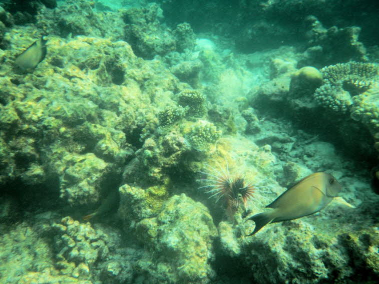 Gew�hnlicher Rotfeuerfisch Pterois volitans 