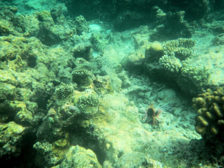 Gew�hnlicher Rotfeuerfisch Pterois volitans 