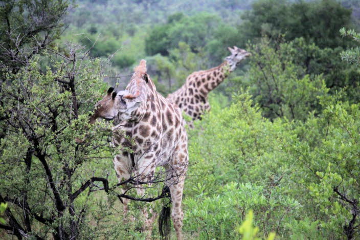 Giraffen gelten im Allgemeinen als die entspannten Hippies der afrikanischen Wildnis, aber Bullen geraten in hitzige Auseinandersetzungen, wenn es um ihre Hierarchie und ihre Paarungsrechte geht, und es kommt nicht selten vor, dass ein gut platzierter Sch
