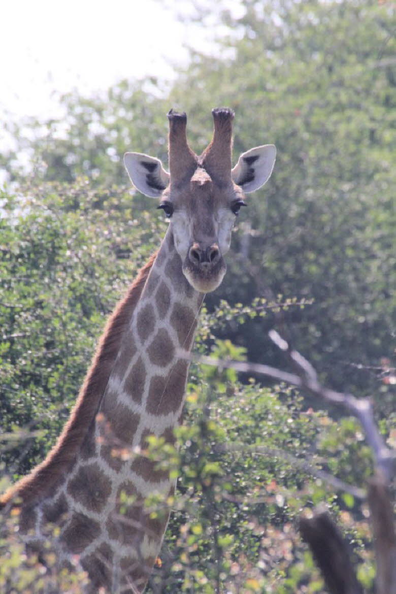 Giraffe
