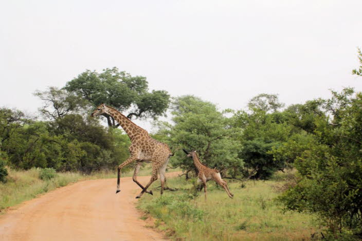Giraffe