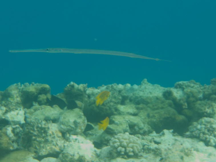 Glatter Fl�tenfisch: K�rperform: Extrem lang, d�nn und stabf�rmig. Maul: Ein langes, rohrf�rmiges Maul, mit dem er kleine Fische einsaugt. Schwanz: Ein langer Faden am Ende der Schwanzflosse. Verhalten: Tarnung: Sie schweben oft regungslos �ber dem Meeres
