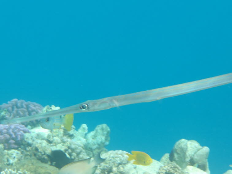 Glatter Fl�tenfisch 