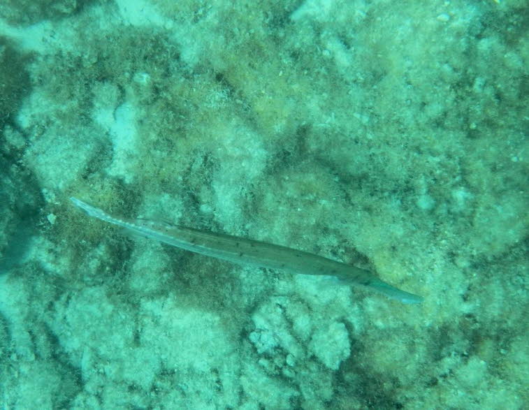 Glatter Fl�tenfisch 