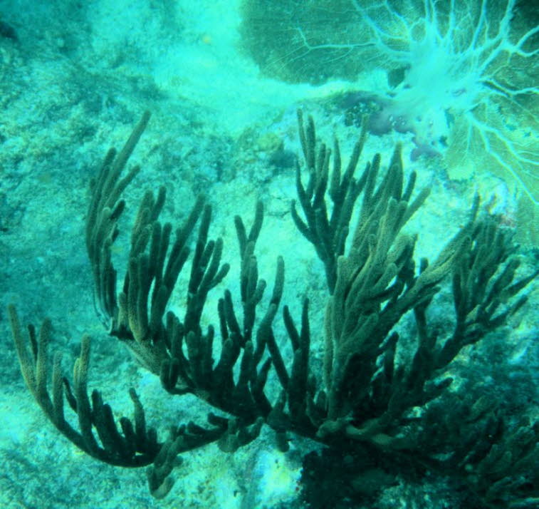 Gorgonie: Das markierte Objekt scheint eine Hornkoralle (Gorgonie) aus der Familie der Plexauridae zu sein, die stark an eine Art wie Muriceopsis flavida (Karibische Gorgonie oder Flaschenb�rsten-Koralle) erinnert. Wuchsform: Aufrecht, buschig verzweigt m