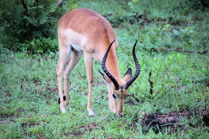 Grant-Gazelle 