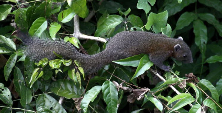 Graubauchh�rnchen