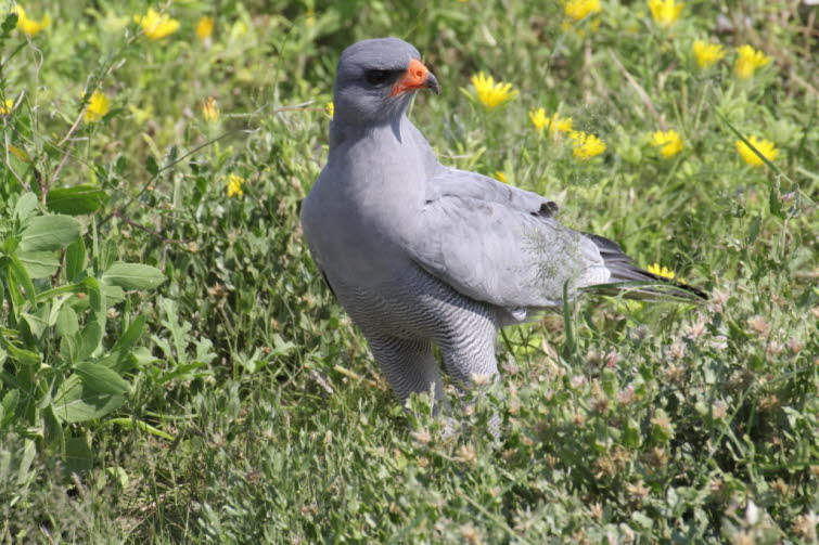 Graubrzel-Singhabicht: Ein groer, langschwnziger, schiefergrauer Habicht mit rosa-orangen Beinen und Schnabelbasis. Die Schwungfedern und Flgelspitzen sind sowohl auf der Ober- als auch auf der Unterseite der Flgel dunkel, wodurch im Flug ein gleichm
