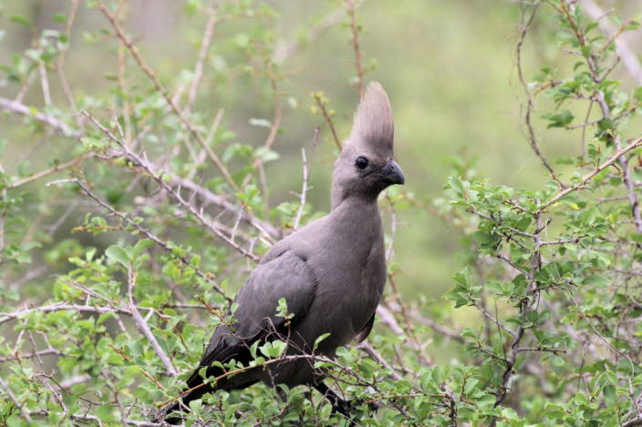 Grauer Go-away-Vogel: Graulrmvogel: Ungewhnlicher grauer Turaco mit langem Schwanz und hoch aufragendem Kamm. Der Flug ist zgerlich und der Schwanz flattert auf und ab. Meist in kleinen Gruppen, die sich oft auffllig auf Bumen und Bschen niederlasse

