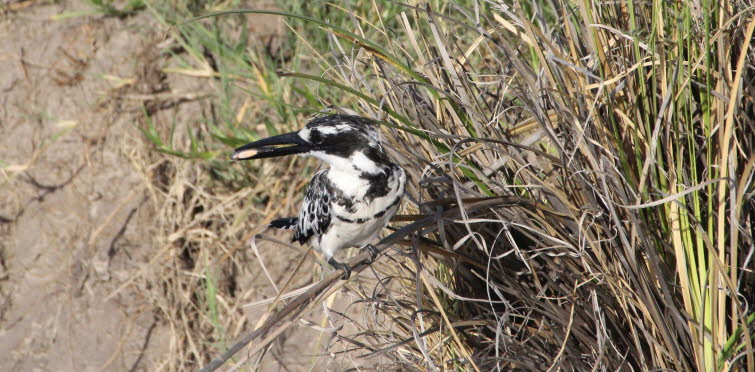 Der Graufischer (Ceryle rudis) kommt in Afrika s�dlich der Sahara, im Nahen Osten, auf dem asiatischen Festland und in S�dchina vor. Die Eisv�gel sind in Afrika s�dlich der Sahara, entlang des Nils und in Ost�gypten verbreitet. In Pakistan sind sie im Pun