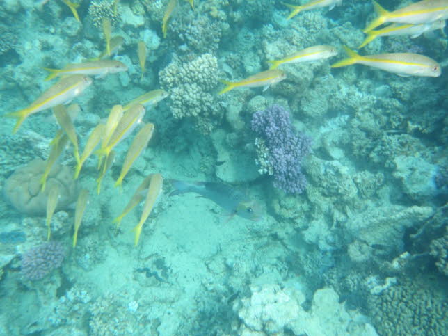 Groaugenschnepper zwischen Gelbbarben: Groaugenschnapper Monotaxis grandoculis:Groaugen Straenkehrer, auch bekannt als Bigeye Barenose, Bigeye Brassen, Bigeye Emperor, Bigeye Sea Brassen, Grand-eyed Porgy Fish, Humpnose Sea Brassen, Hump-nosed Bigeye 