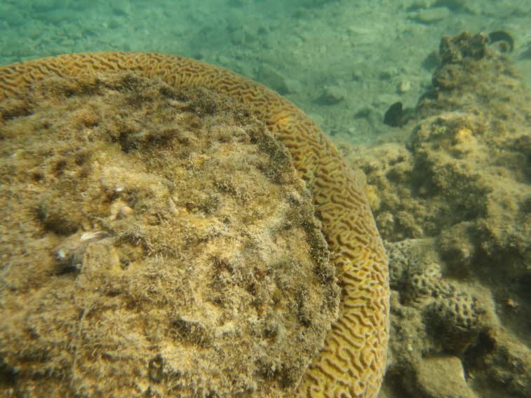 Gro�e Hirnkoralle (Colpophyllia natans)Gro�e Hirnkoralle: Merkmale: Zu sehen ist die typische gewundene, hirn- oder labyrinthartige Oberfl�chenstruktur des Kalkskeletts. Zustand: Ein Teil der Korallenoberfl�che scheint bedeckt, besch�digt oder von Algen/S