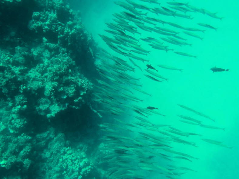 Gro�er Barrakuda-Schwarm