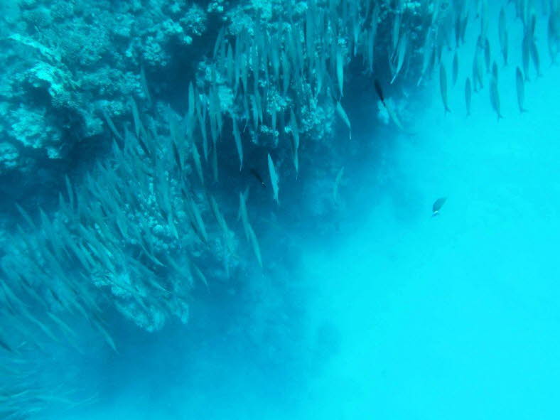 Gro�er Barrakuda-Schwarm 