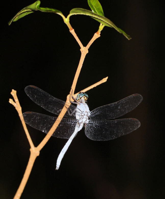 Grolibelle
