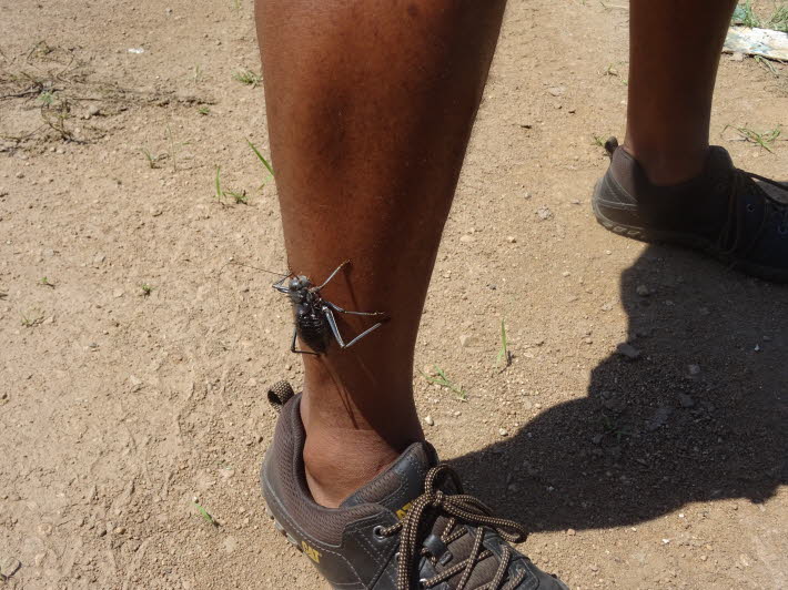 Grne Grille in Namibia 
