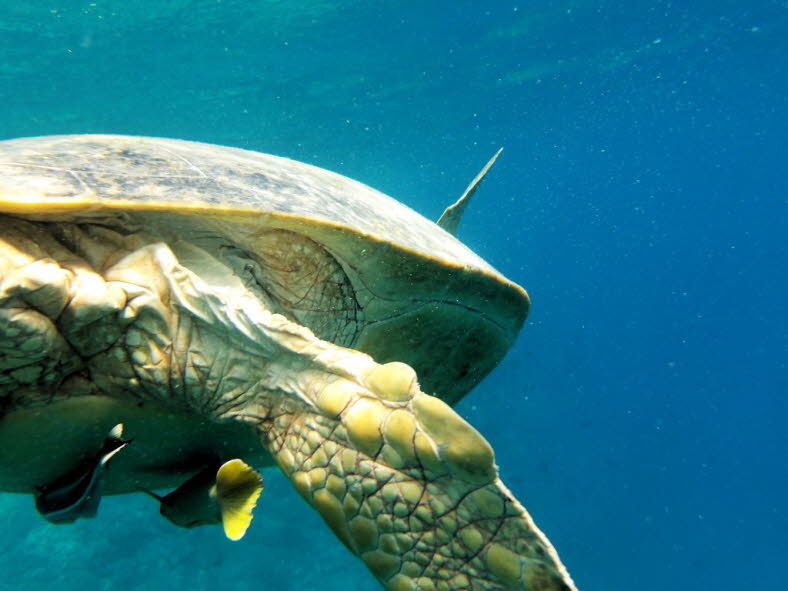 Gr�ne Meeresschildkr�te 