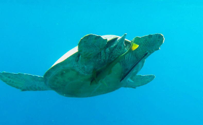 Gr�ne Meeresschildkr�te