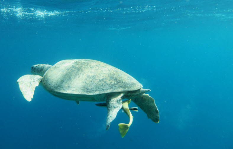 Gr�ne Meeresschildkr�te 