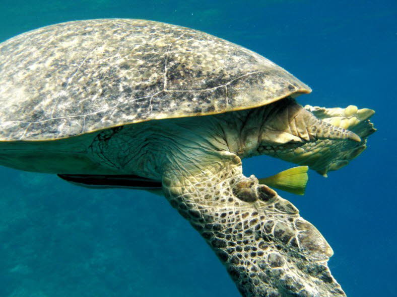 Gr�ne Meeresschildkr�te