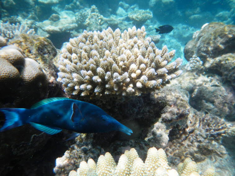 Gr�ner Vogel-Lippfisch (Gomphosus varius): Der Fisch ist an seiner charakteristischen, lang ausgezogenen Schnauze und seiner bl�ulich-gr�nen F�rbung gut zu erkennen.