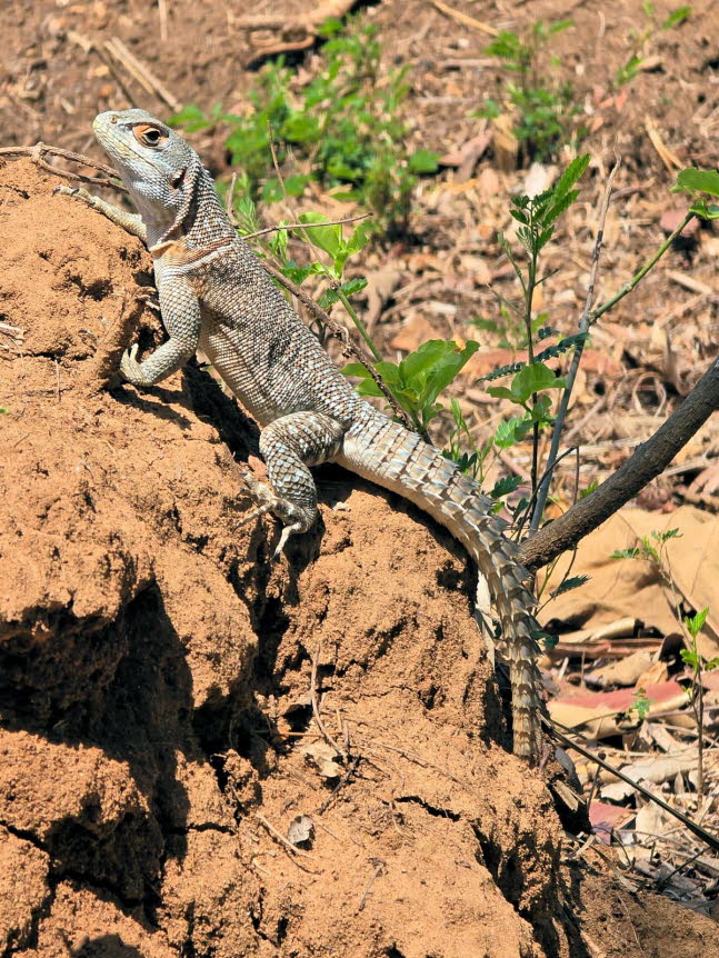 Groer Madagaskar Baumleguan: Der groe Madagaskar-Baumleguan: Oplurus cuvieri: Er ist zwar nicht wirklich gro, aber zumindest in seiner Familie der grte: Oplurus cuvieri, ein groer Madagaskar-Baumleguan, hat eine Lnge von hchstens 38 cm von der Nasc