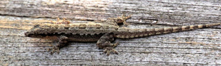 Halbfinger-Gecko