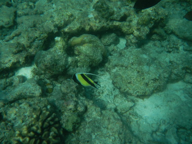 Halfterfisch