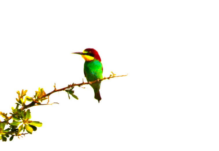 Hell goldgrn gefrbter Jungvogel mit nur teilweise hell braungelb gefrbtem Scheitel und ohne schwarze Kehlbegrenzung
