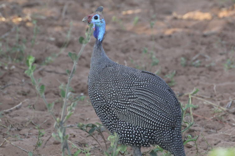 Das Helmperlhuhn hat eine K�rperl�nge von 53 bis 63 cm und ein Gewicht von 1,15 bis 1,6 kg. Weibchen sind etwas kleiner und �hneln ansonsten den M�nnchen. Der Kopf und der Hals sind gr��tenteils ohne Federn, und die unbedeckte Haut weist bl�uliche, blau-w