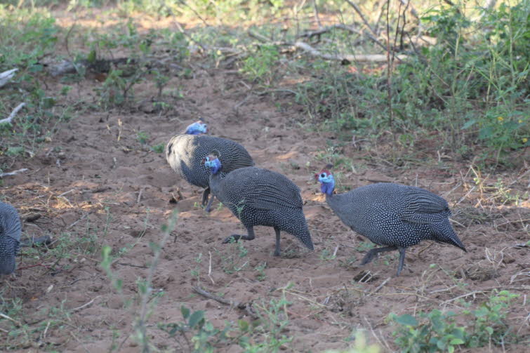 In Marokko brten Helmperlhhner von Mrz bis Mai, in Westafrika von Mai bis Juli und in Sdafrika hauptschlich von November bis Januar. In der Regel besteht das Gelege des Helmperlhuhns aus 6 bis 12 Eiern. Allerdings knnen in Ausnahmefllen auch 20 bis