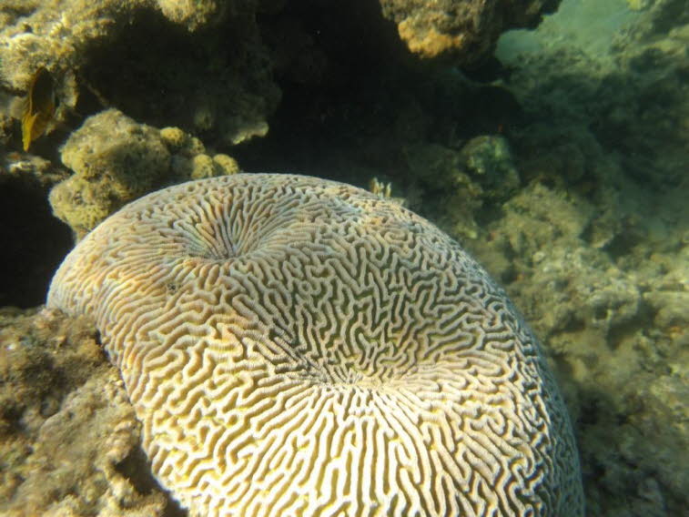 Hirnkoralle (wie Colpophyllia natans oder Pseudodiploria strigosa)Hirnkoralle (wie Colpophyllia natans oder Pseudodiploria strigosa): Struktur: Sie bildet halbkugelige bis wulstige Kolonien. Oberfl�che: Sie weist ein charakteristisches, windungsreiches Mu