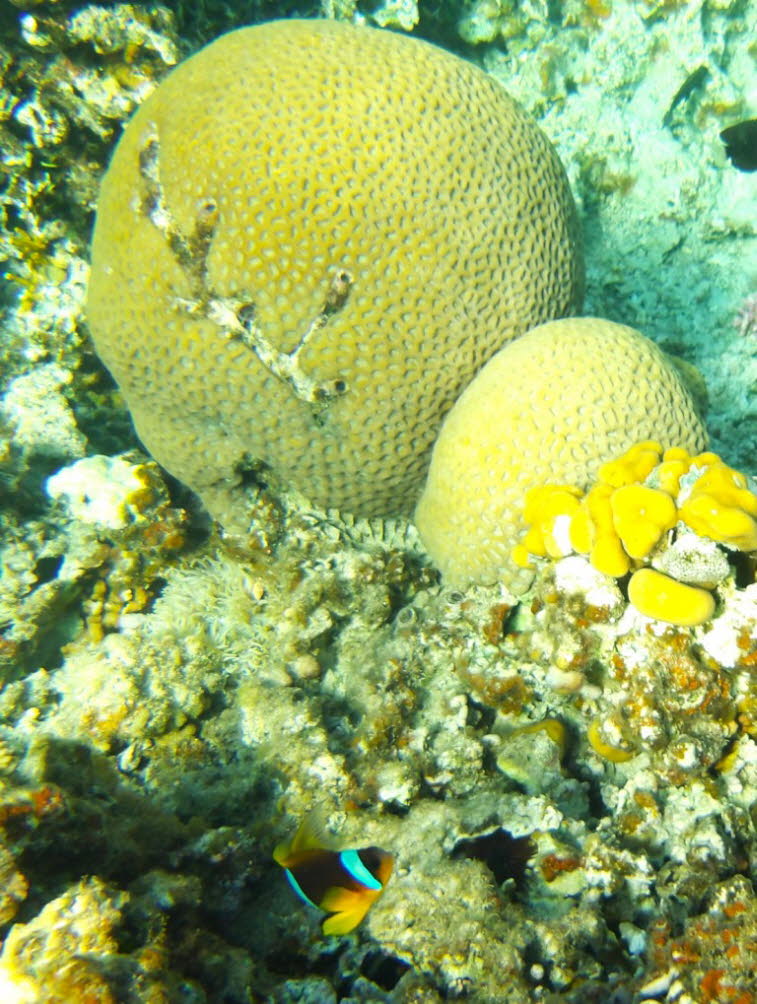 Honigwabenkoralle (Diploastrea heliopora)Honigwabenkoralle: (Diploastrea heliopora) Typ: Runde, kuppelf�rmige Steinkoralle (Scleractinia), Oberfl�che: Feine, gleichm��ig gemusterte Porenstruktur (Koralliten) Wuchsform: Massive, kompakte Kolonie mit halbku