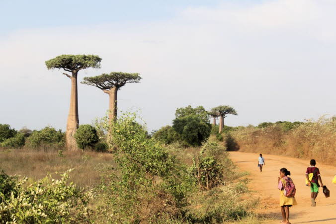 20 Kilometer nrdlich von Morondava liegt Adansonia Grandidieri Baobabs die Strae der Affenbrotbume, eine beeindruckende Allee. Diese kopfber wachsenden Baumriesen, die entlang der Strae nach Bekopaka aufgereiht sind, sind einfach ungewhnlich und b
