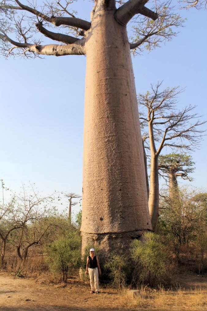 Das Ministerium fr Umwelt, Wasser und Wlder erklrte das Gebiet der Allee im Juli 2007 zu einem vorbergehenden Schutzgebiet. Im Juli 2015 wurde der Ort zum Nationaldenkmal erklrt, das erste in Madagaskar. Die Regierung und die rtlichen Gemeinden hoff